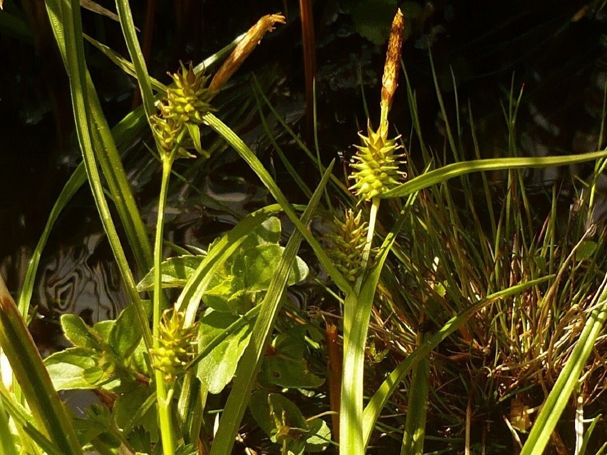 Carex demissa (Cyperaceae)